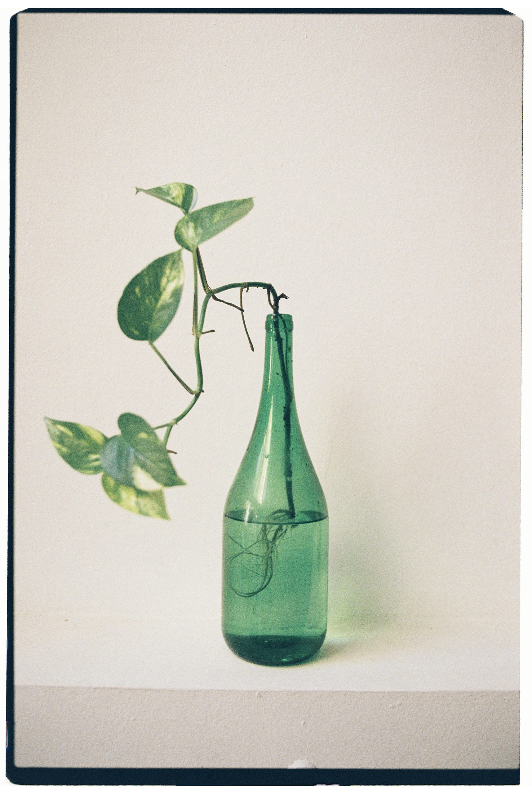 Hydroponics