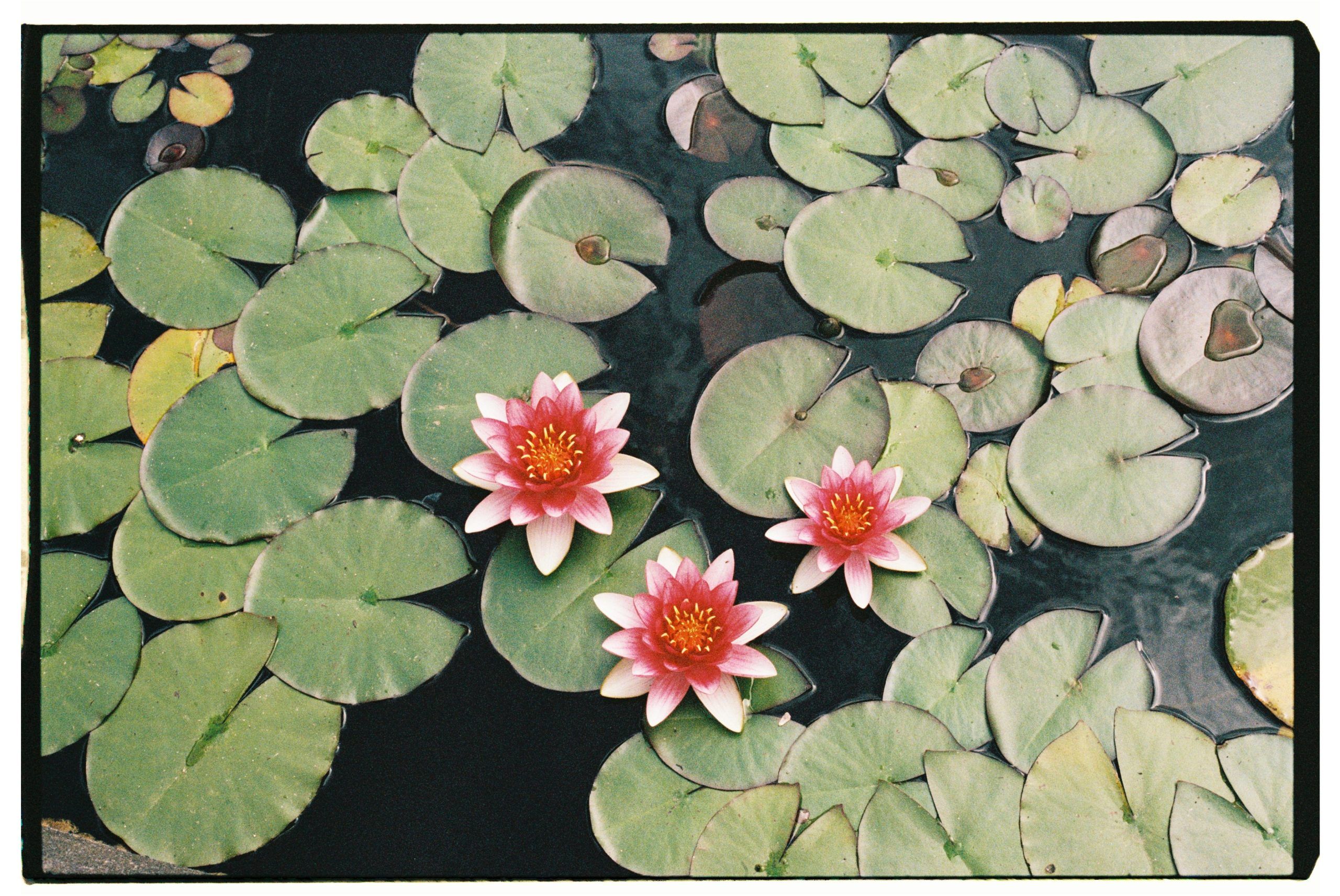 The Lillies